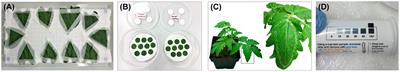 Effect of Neo-Boost Pesticide on Mortality and Development of Different Life Stages of Two-Spotted Spider Mite, Tetranychus urticae